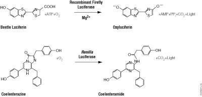 Diagram of firefly and Renilla luciferase reactions with their respective substrates, beetle luciferin and coelenterazine, to yield light.
