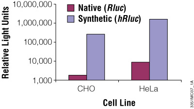 The synthetic Renilla luciferase gene supports higher expression than the native gene in mammalian cells.
