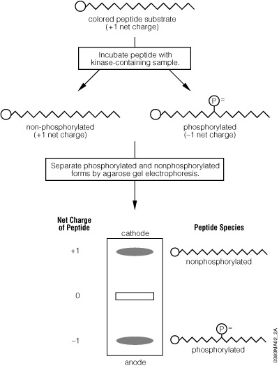 Schematic diagram of the PepTag® Non-Radioactive Protein Kinase Assay procedure.
