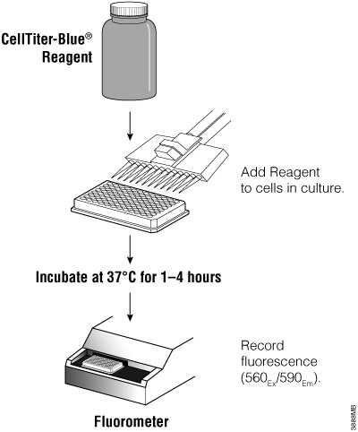 Schematic outlining the CellTiter-Blue® Assay protocol.