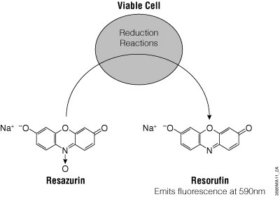 Conversion of resazurin to resorufin by viable cells results in a fluorescent product.