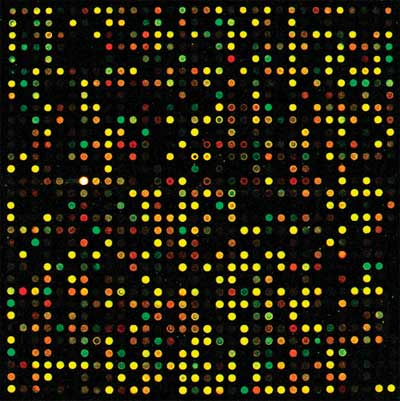 Cy®3- and Cy®5-labeled cDNA hybridized to a DNA microarray.