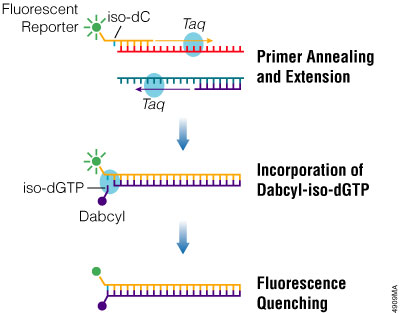Quenching of the fluorescent signal by dabcyl during product accumulation.