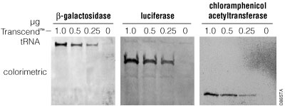 Effects of Transcend™ tRNA concentration on detection of proteins synthesized in vitro.