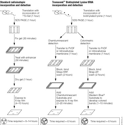 Schematic of colorimetric and chemiluminescent detection of translation products.