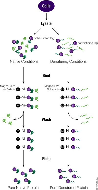 Diagram of the MagneHis™ Protein Purification System protocol.