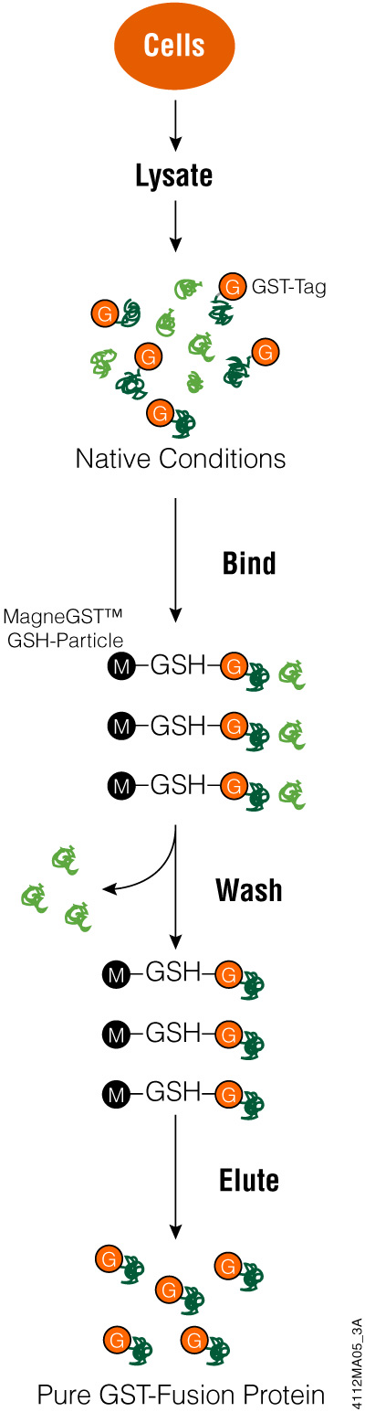Schematic diagram of the MagneGST™ Protein Purification System.