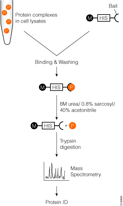 Schematic diagram of affinity tag in vitro pull-down with trypsin digestion and mass spectrometry analysis.