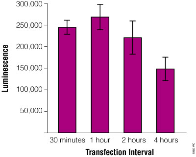 Effect of transfection interval on transfection of CHO cells using TransFast™ Reagent.