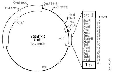 pGEM-4Z Vector.