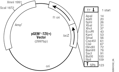 pGEM-7Zf(+) Vector.