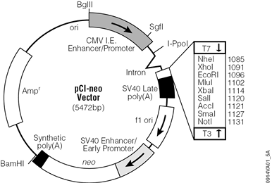 pCI-neo Mammalian Expression Vector.