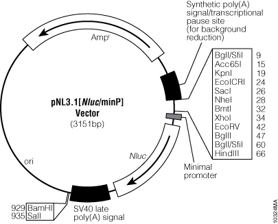 pNL3.1[Nluc/minP] Vector.