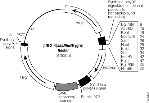 pNL2.3[secNluc/Hygro] Vector.