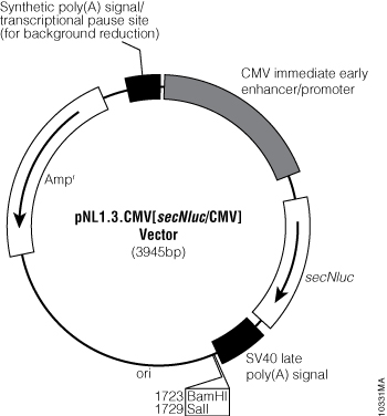 pNL1.3.CMV[secNluc/CMV] Vector.