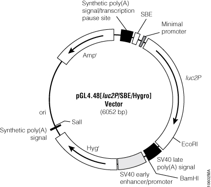 pGL4.48[luc2P/SBE/Hygro] Vector.