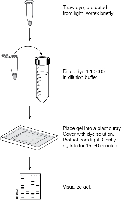 Overview of the Diamond™ Nucleic Acid Dye protocol.