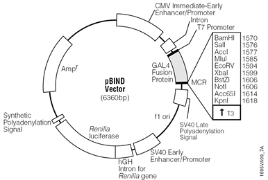 pBIND Vector.