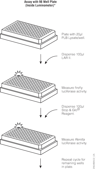 Dual-Luciferase Assay Procedure 2864MA02_0A