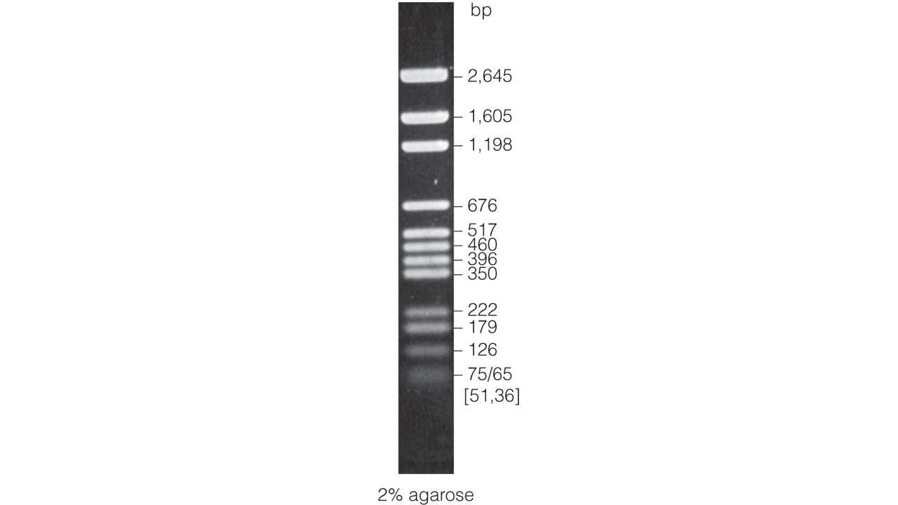 pGEM DNA Markers.