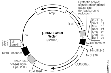 pCBG68-Control Vector.