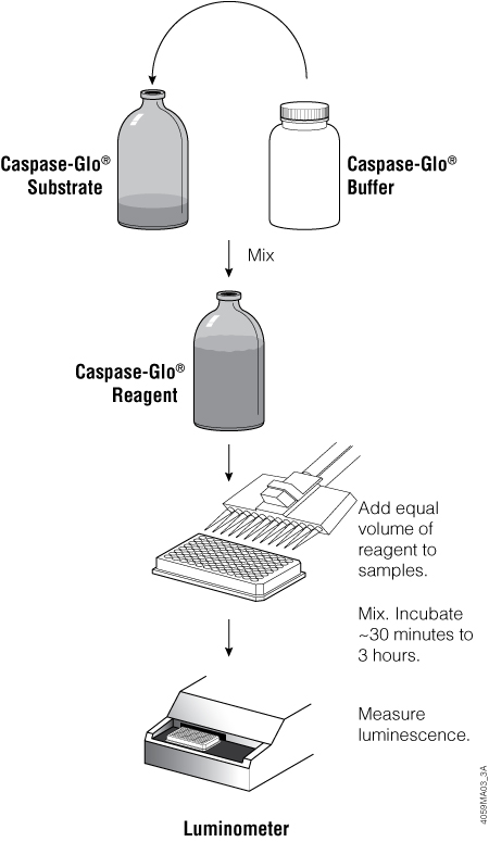 Overview of the Caspase-Glo 3/7 Assay protocol.
