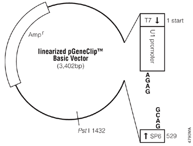 Linearized pGeneClip Basic Vector.