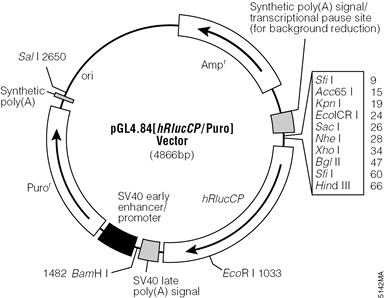 pGL4.84[hRlucCP/Puro] Vector.