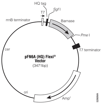 pFN6A (HQ) Flexi Vector.