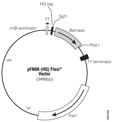 pFN6K (HQ) Flexi Vector.