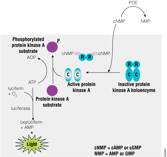 Representation of the PDE-Glo Phosphodiesterase Assay protocol.