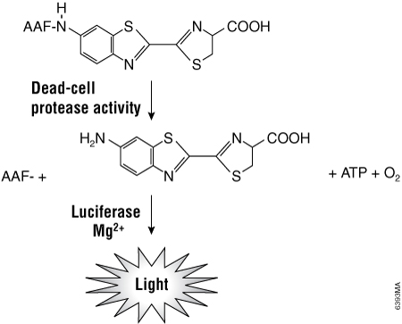 Cleavage of the luminogenic AAF-Glo Substrate by dead-cell protease activity.