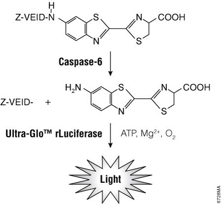 Caspase-6 cleavage of the luminogenic substrate containing the VEID consensus sequence.