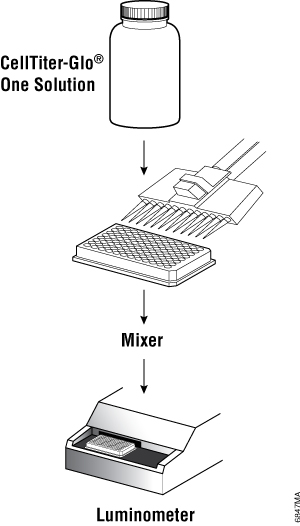 Flow diagram showing preparation and use of the CellTiter-Glo® One Solution.