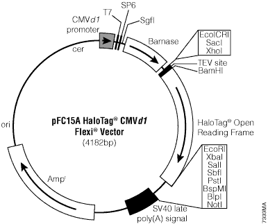 pFC15A HaloTag CMVd1 Flexi Vector.