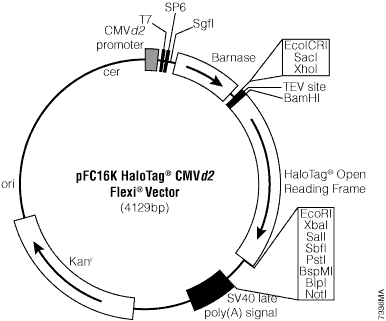pFC16K HaloTag CMVd2 Flexi Vector. 
