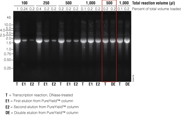 Analysis of in vitro transcribed RNA purified using PureYield™ RNA Midiprep System.