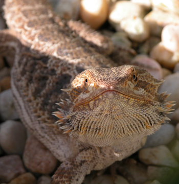 Image of a bearded dragon (Pogona vitticeps), courtesy of mrskingsbioweb.com