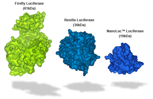 NanoLuc_Luciferase