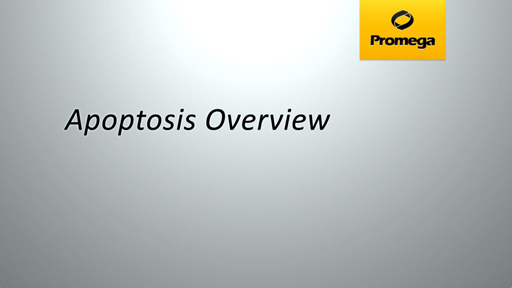 Introduction to Apoptosis