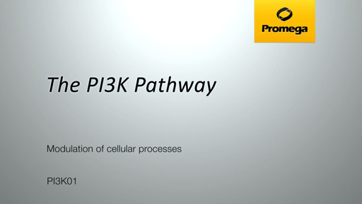 The PI3K Pathway