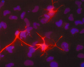 cellimaging