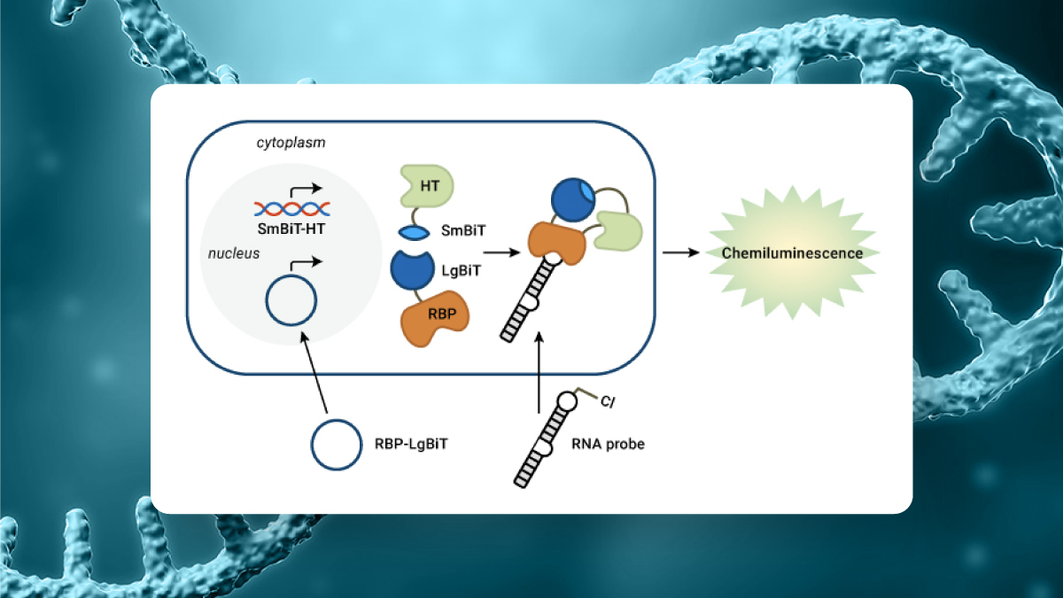 undruggablesweb-tiles-rna-protein
