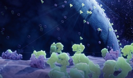 HiBiT tagged proteins