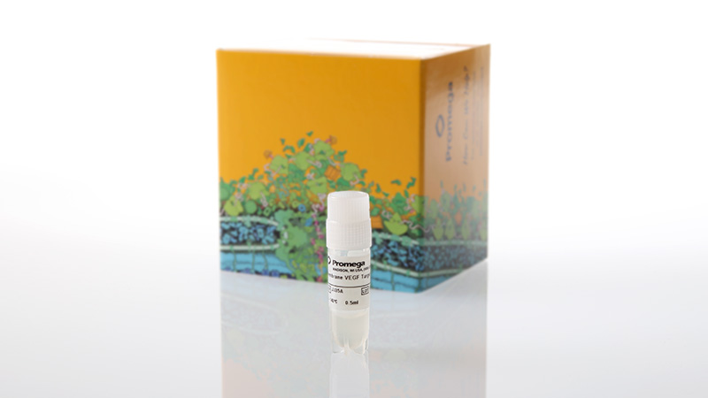 j3351-membrane-vegf-target-cells-3