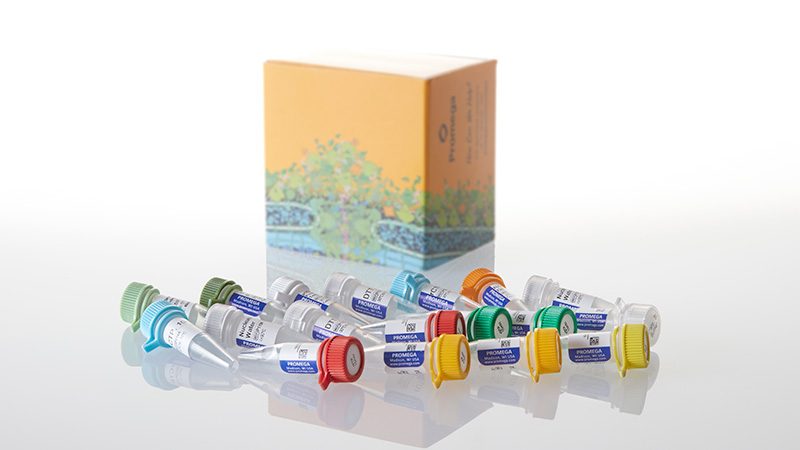 P1460_Riboprobe--System---SP6-3aT7_3