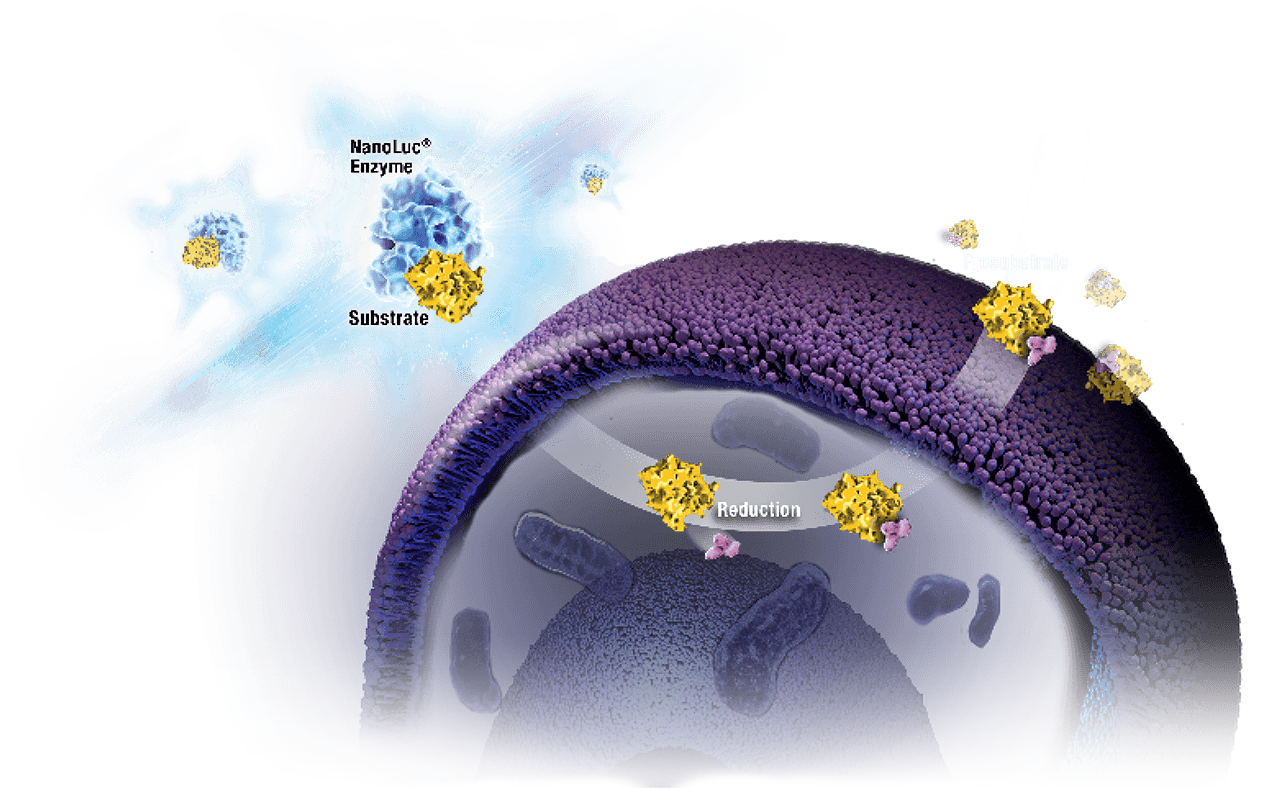 realtime-glo viability assay mechanism