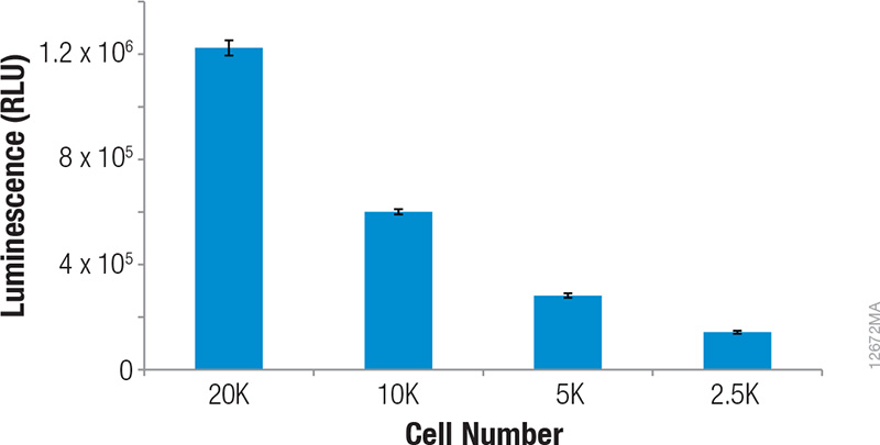 Physiological levels of NanoLuc® luciferase in HCT-116 cells containing the in-frame fusion of HIF1α to the NanoLuc® reporter gene at various cell numbers.