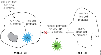 ApoTox-Glo Assay Principle