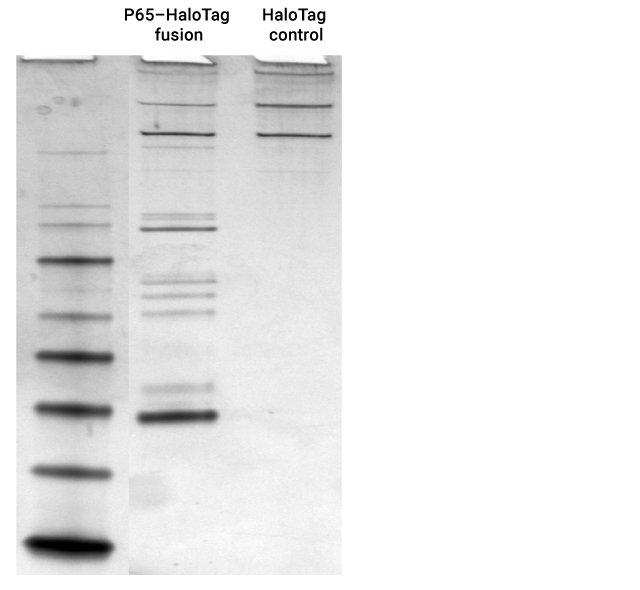 p65 HaloTag fusion Protein Interactions
